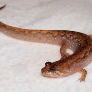 A D. conanti adult caught by searching through leaf litter within 1 m of the stream edge at a ravine type stream.