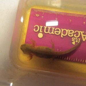 A well-fed Ambystoma macrodactylum larva. Look closely and you can see part of a Chaoborous larva sticking out of its mouth