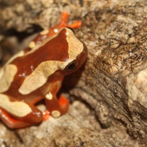 Dendropsophus leucophyllatus