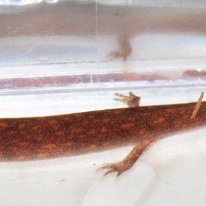 N.beyeri larva