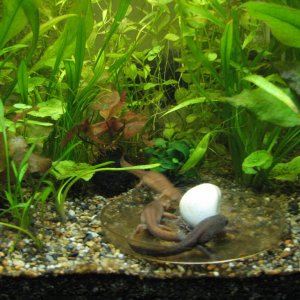 I feed blackworms in a sunken petri dish in a clearing among the vegetation. This way, the blackworms won't escape into the gravel