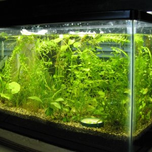 5 ga tank for newt larva or juvenile newts, 1 month after setup