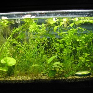 5 ga tank for newt larva and juveniles, 1 month after setup