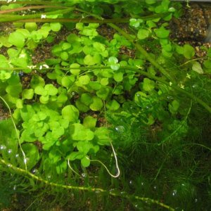 29 ga tank. After 1 month, the pennywort grows nicely and is beginning to emerge above the surface