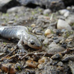 Gravid female (A. macrodactylum) - April, 2011