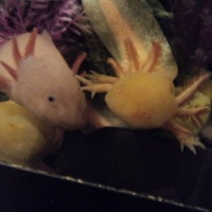 axolotl rumble