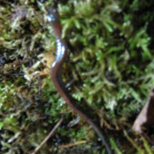 (Plethodon cinereus)