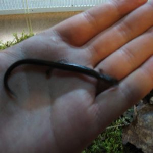 (Plethodon cinereus)