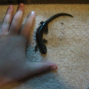 (Ambystoma jeffersonianum)