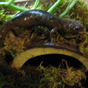 (Ambystoma jeffersonianum)