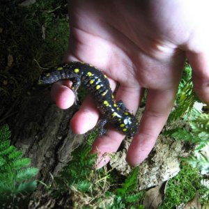 (Ambystoma maculatum )