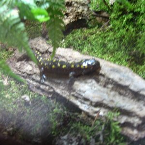 (Ambystoma maculatum )