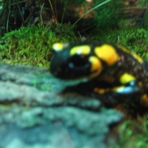 (Salamandra salamandra)