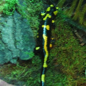 (Salamandra salamandra)