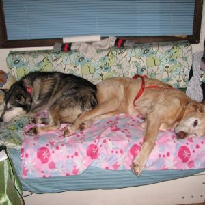 sled dogs by day, bed dogs by night