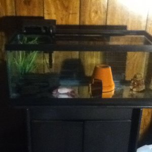 Axolotl New Tank