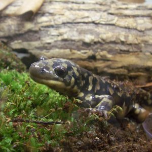 Ambystoma tigrinum