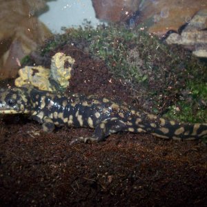 Ambystoma tigrinum