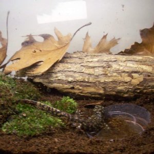 Ambystoma tigrinum