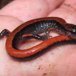 Western Redback Salamander