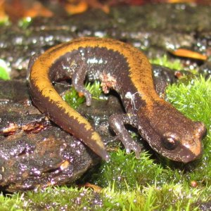 Larch Mountain Salamander