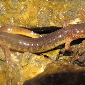 Cascades Torrent Salamander