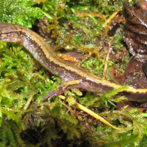 Dunn's Salamander