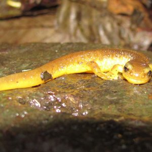 Columbia Torrent Salamander