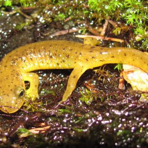 Southern Torrent Salamander