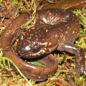 Northwestern Salamander