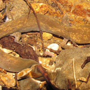 Cope's Giant Salamander