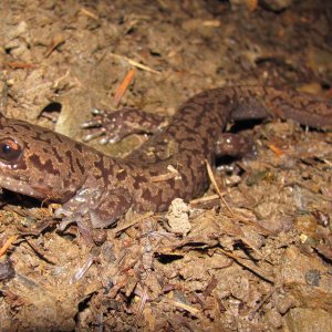 Coastal Giant Salamander