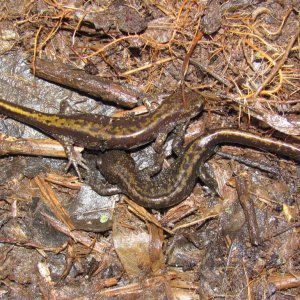 Western Long-toed Salamanders