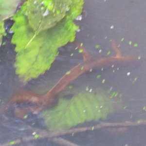 Rough-skinned Newts