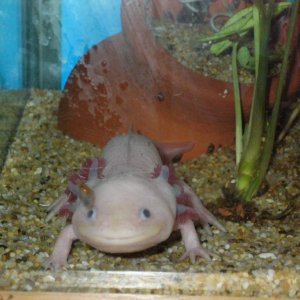 Axolotl Zeus - The olympian lord of the sky. Zeus made his domain the mountain tops and clouds, where he could survey and vitalize all creation. 

Leu