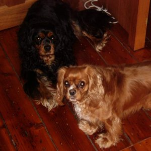 Sentinel Hound "Phoebe" - The gentle giant of raven and tan sits patiently while casting an ever watchful eye. (Cavalier King Charles Spaniel girl)

S