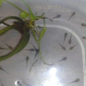 The second batch.. doing much better on daphnia : )