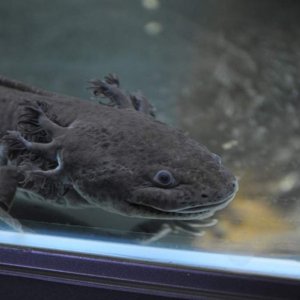 Black Female Close-Up