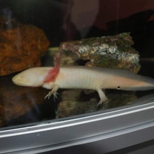 Albino Male