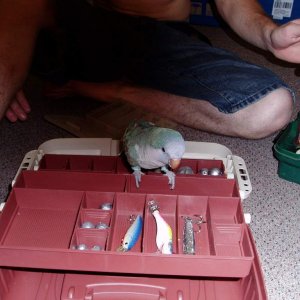 Checkin out daddy's new tackle box