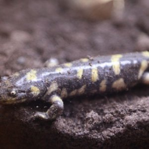 Tiger Salamander