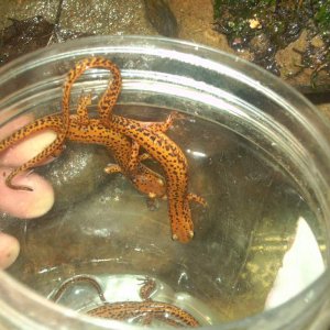 Some of my orangish looking E. longicauda, the pictures really don't do them justice.