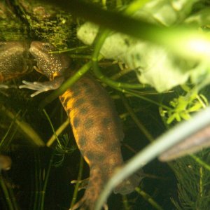 Triturus carnifex