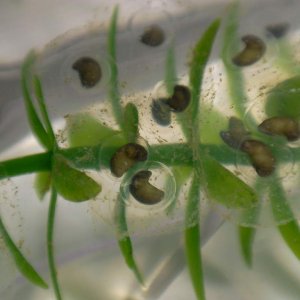 December 2008 spawning.  Note the "twin" in the single jelly coating