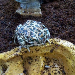 This is my European green toad (Bufo viridis). In her empty water dish lays a remnant of one of her many meals.