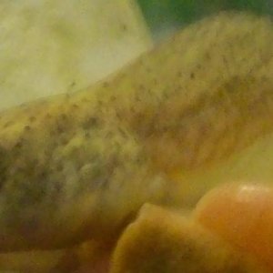 A photograph of my bullfrog tadpole (Rana catesbeiana) I saved from a nearby pond before it froze.