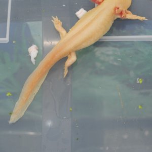 Adult Golden Albino Female (JCS)