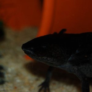 My sort-of-eyeless female axolotl.