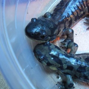 My rescued tiger sals. The one on the bottom is blind, while the one on the top is not.