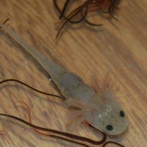 Leucistic juvenile axolotl.